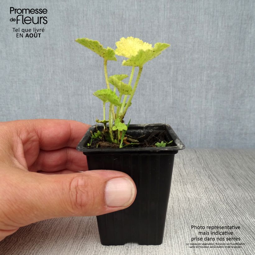 Ejemplar de Alcea rosea Chater's Double White - Malva real Maceta de 7/8 cm entregado en verano