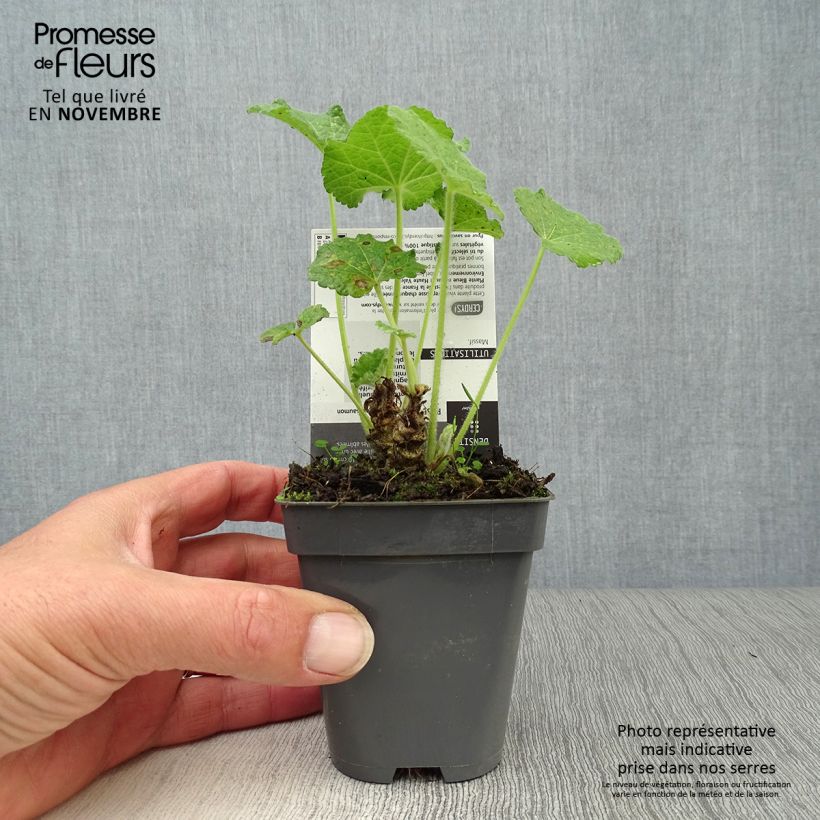 Ejemplar de Alcea rosea Chater's Double saumon - Malva real Maceta de 7/8 cm entregado en otoño