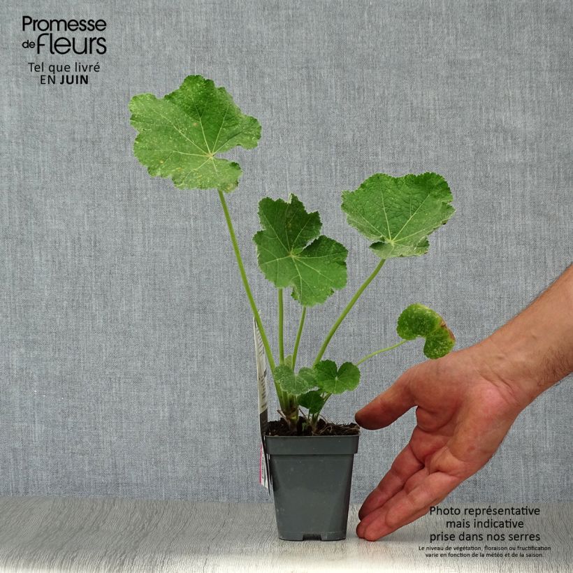 Ejemplar de Alcea rosea Chater's Double saumon - Malva real Maceta de 7/8 cm entregado en verano