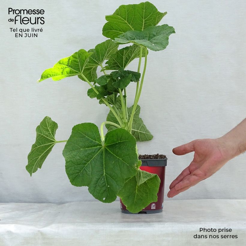 Ejemplar de Alcea rosea Pleniflora Red - Malva real Maceta 2L/3L entregado en verano