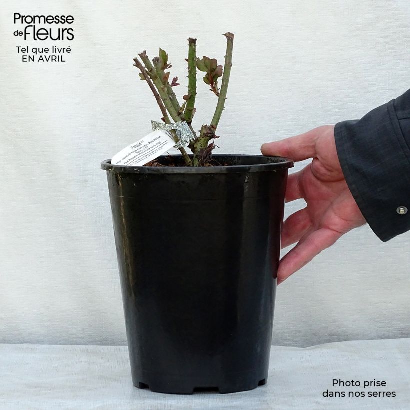 Rosal Falstaff Maceta 4L/5L Ejemplar entregado en la primavera