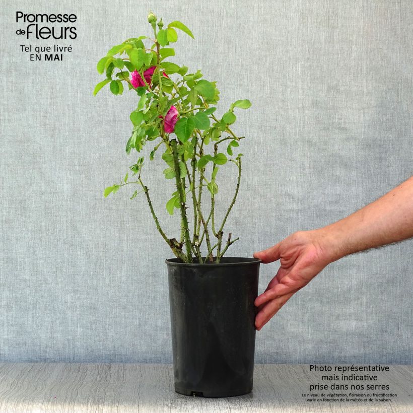Rosal Rosier Baronne Prévost Maceta 4L/5L Ejemplar entregado en la primavera