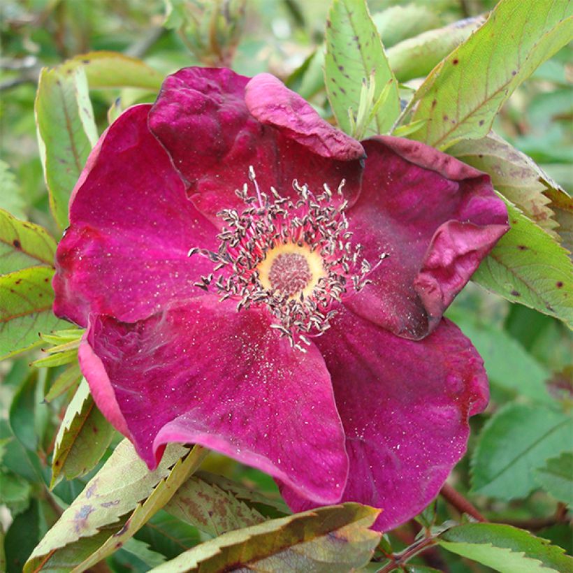 Rosal rugosa Basye's Purple Rose (Floración)
