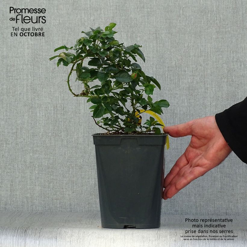 Ejemplar de Rosal Bees Paradise Mango Maceta 3L/4L entregado en otoño