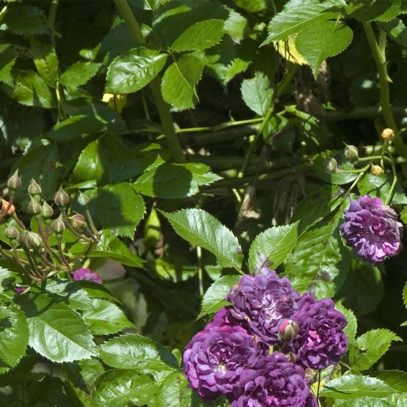 Rosal Bleu Magenta - Rosal trepadora (Follaje)
