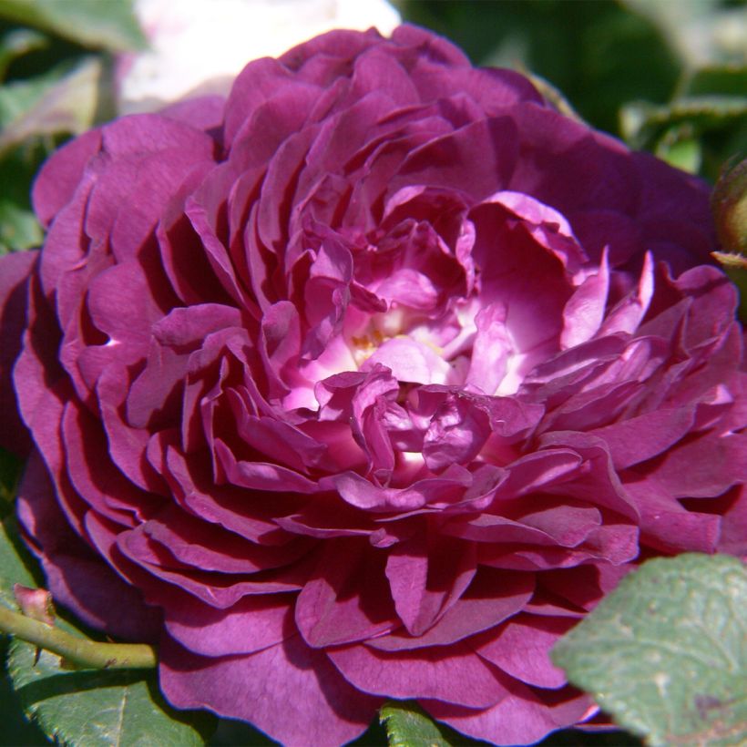 Rosal Bleu Magenta - Rosal trepadora (Floración)