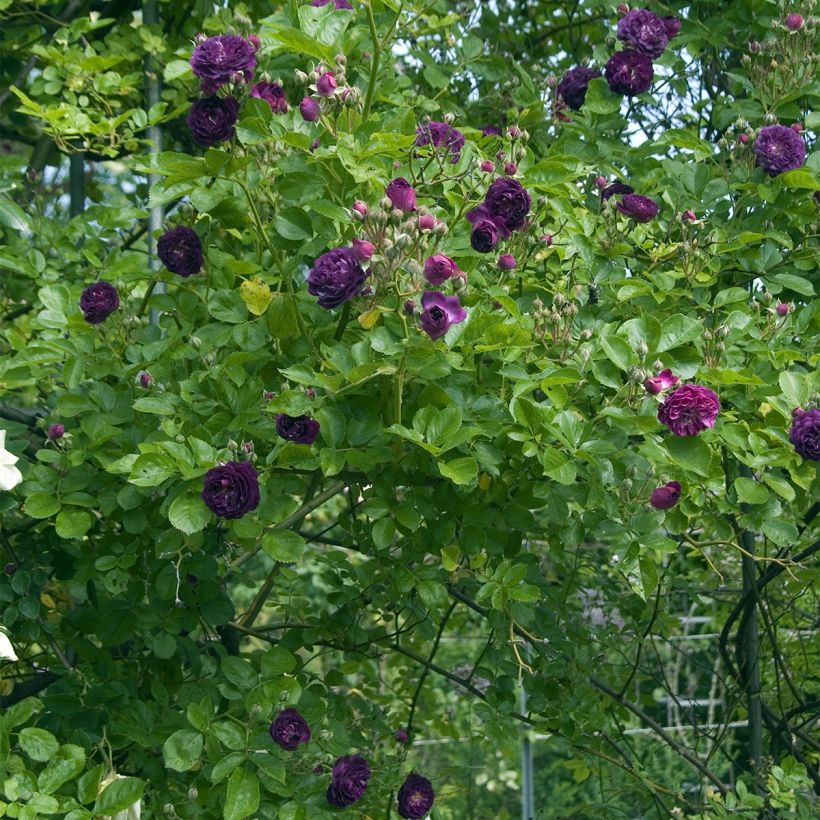 Rosal Bleu Magenta - Rosal trepadora (Porte)