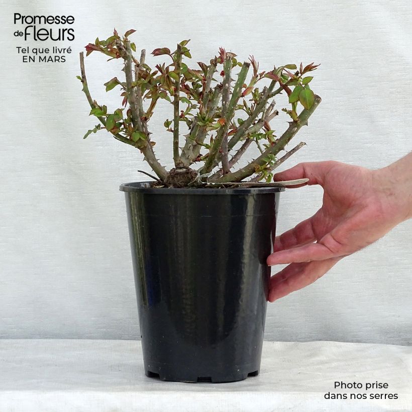 Rosal Benjamin Britten Maceta 4L/5L Ejemplar entregado en invierno