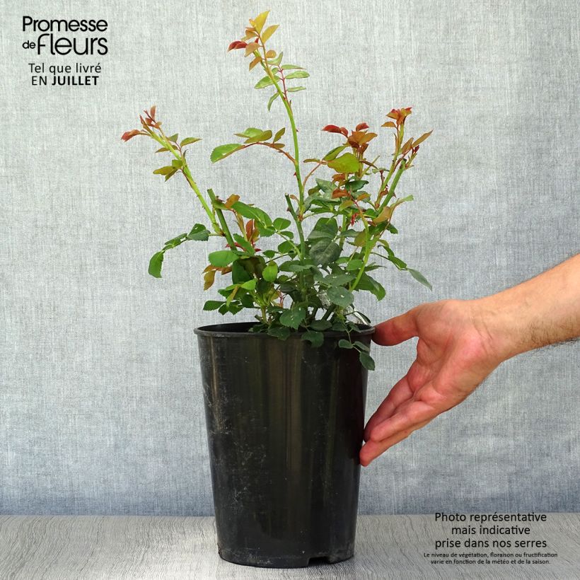 Ejemplar de Rosal Charles Darwin Maceta 4L/5L entregado en verano