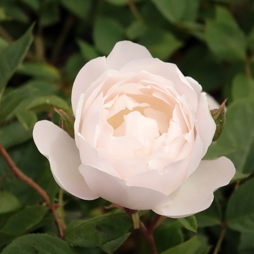 Rosal Desdemona (Floración)