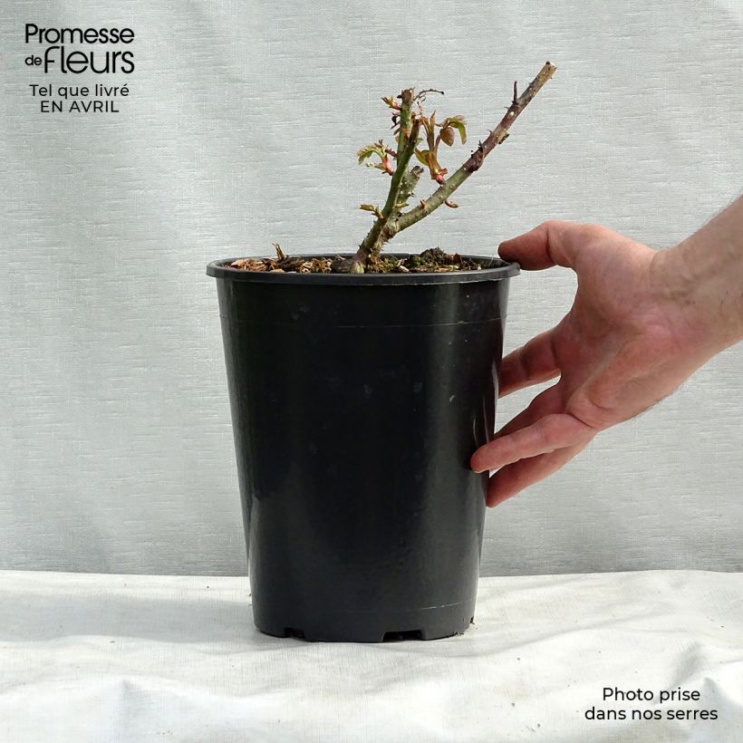 Rosal Eglantyne Maceta 4L/5L Ejemplar entregado en la primavera
