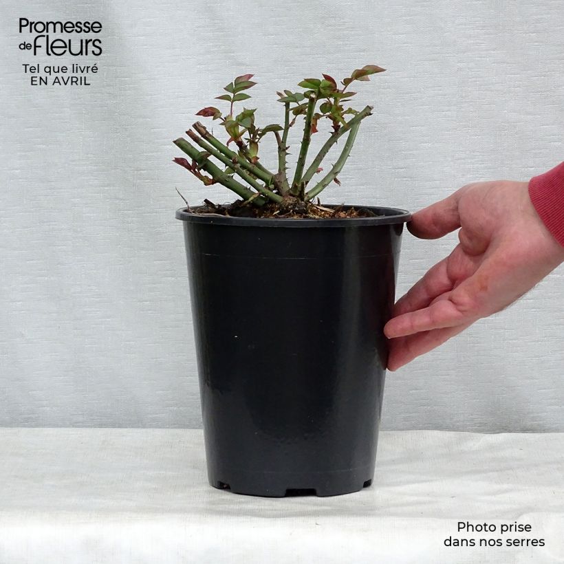 Rosal Gentle Hermione Maceta 4L/5L Ejemplar entregado en la primavera