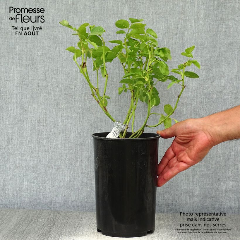 Ejemplar de Rosal Graham Thomas Maceta 4L/5L entregado en verano
