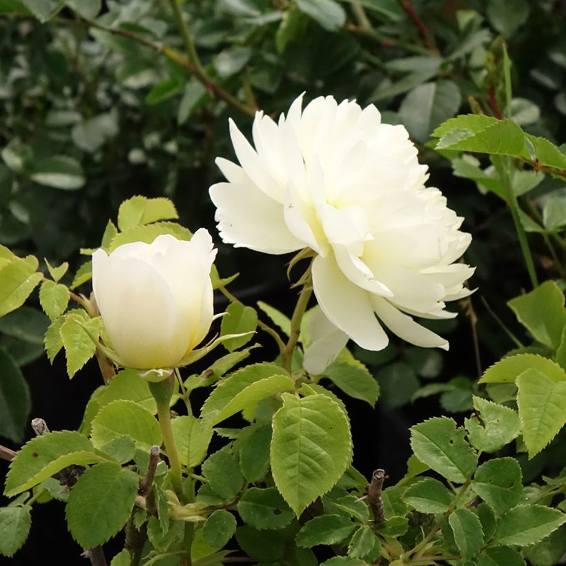 Rosal Imogen (Floración)