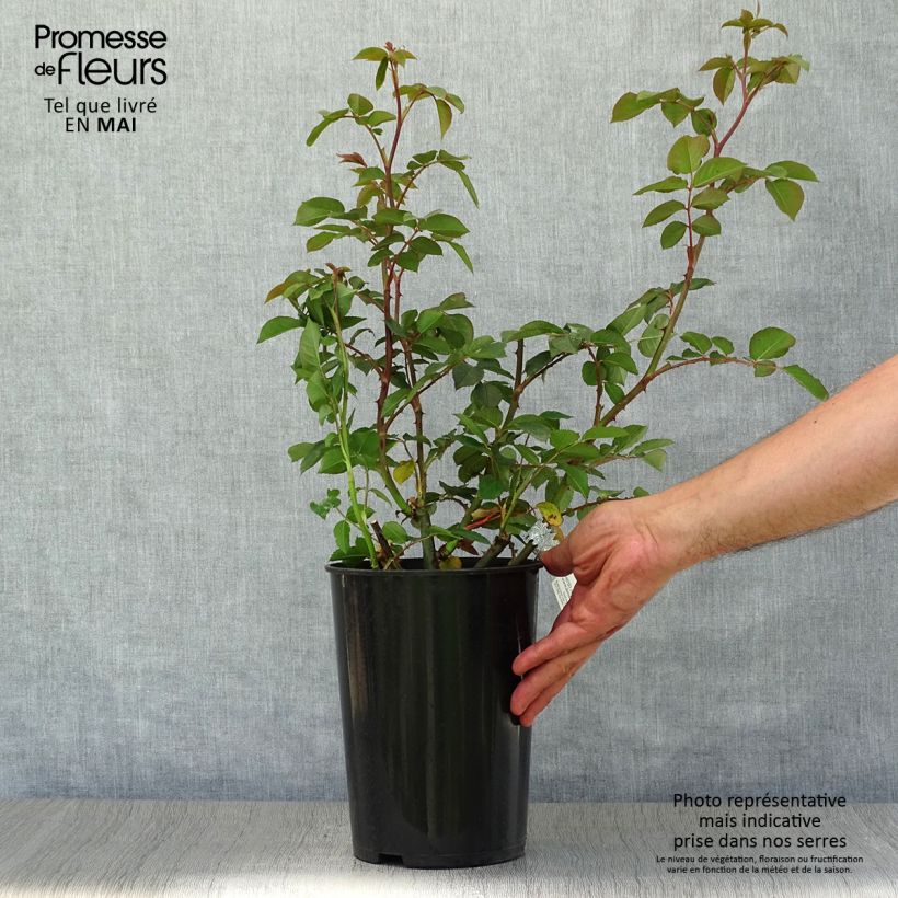 Rosal James Galway Maceta 4L/5L Ejemplar entregado en la primavera