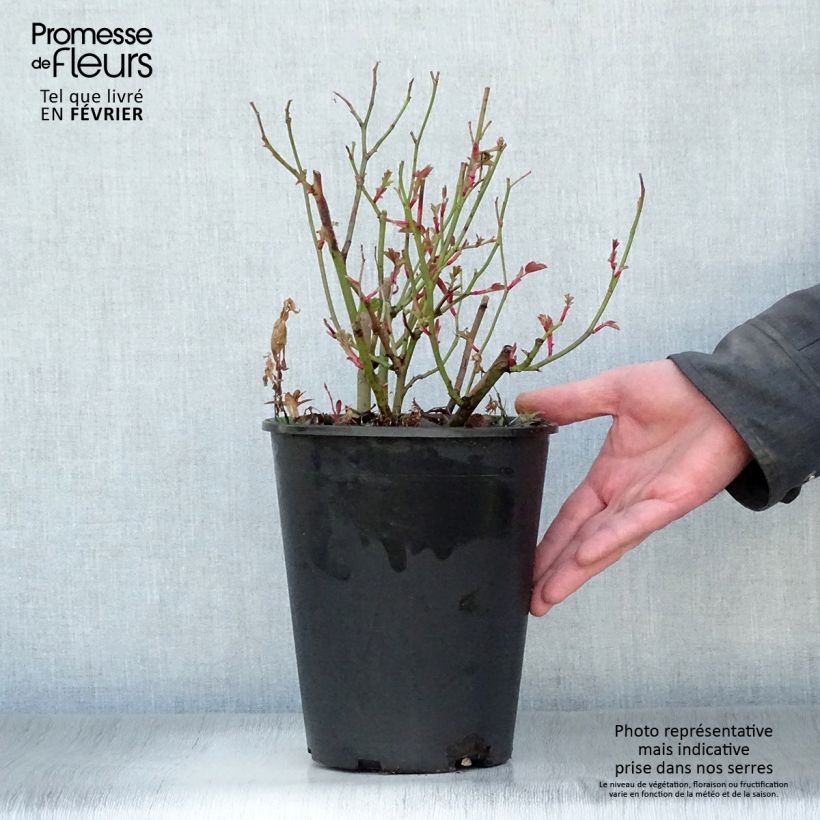 Rosal Kew Gardens Maceta 3L/4L Ejemplar entregado en invierno