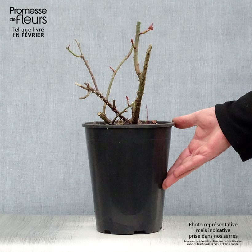 Rosal LD Braithwaite Maceta 4L/5L Ejemplar entregado en invierno