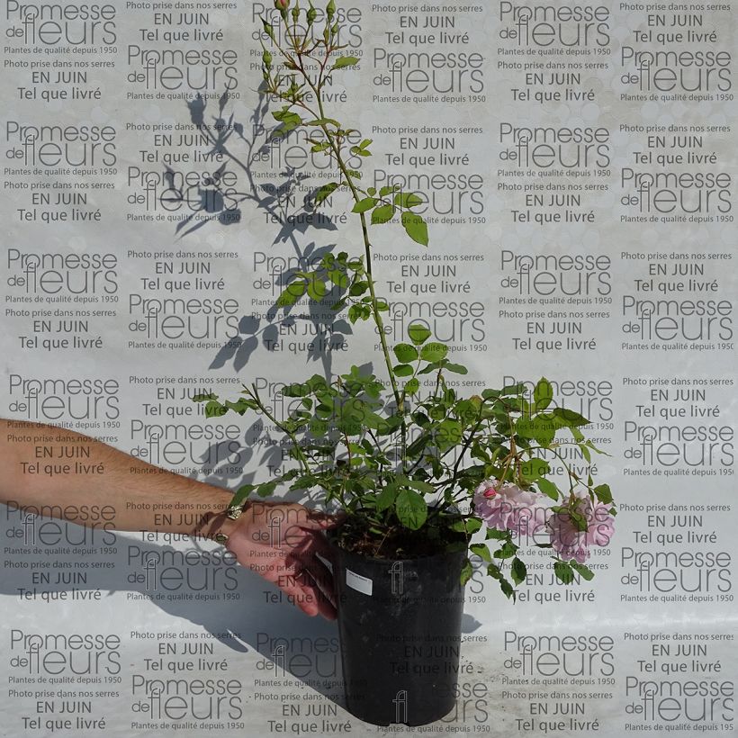 Ejemplo de ejemplar de Rosal Lady Salisbury Maceta 4L/5L tal y como se entrega