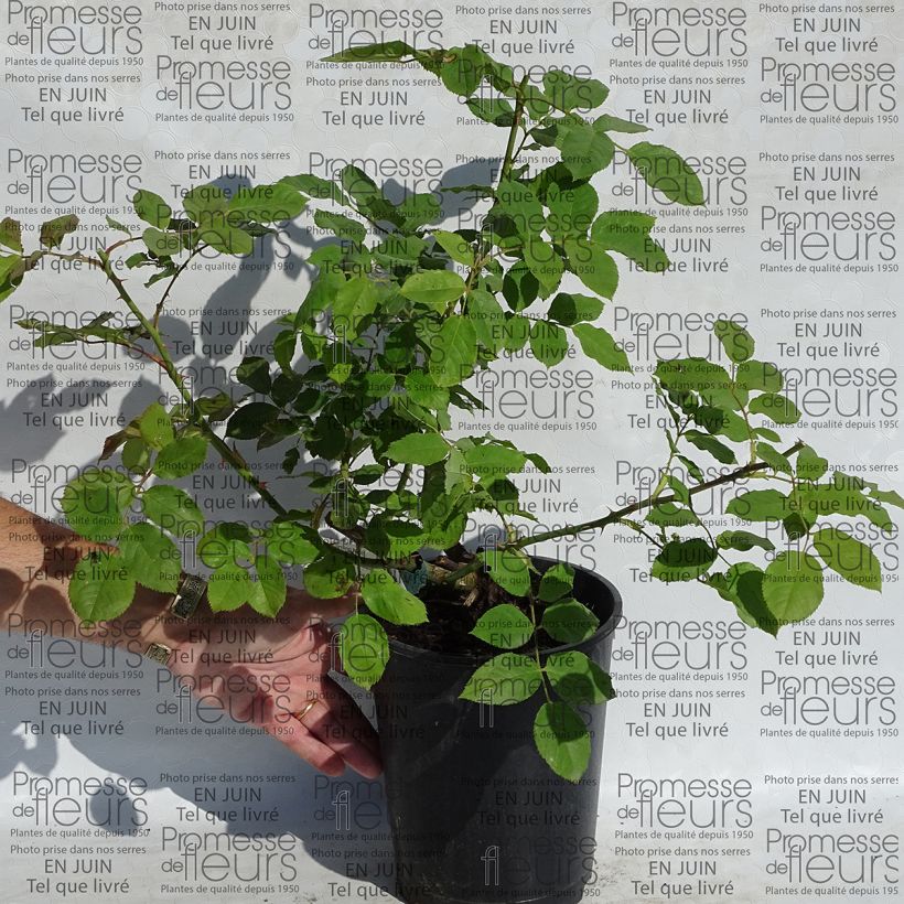 Ejemplo de ejemplar de Rosal Morning Mist Maceta 4L/5L tal y como se entrega