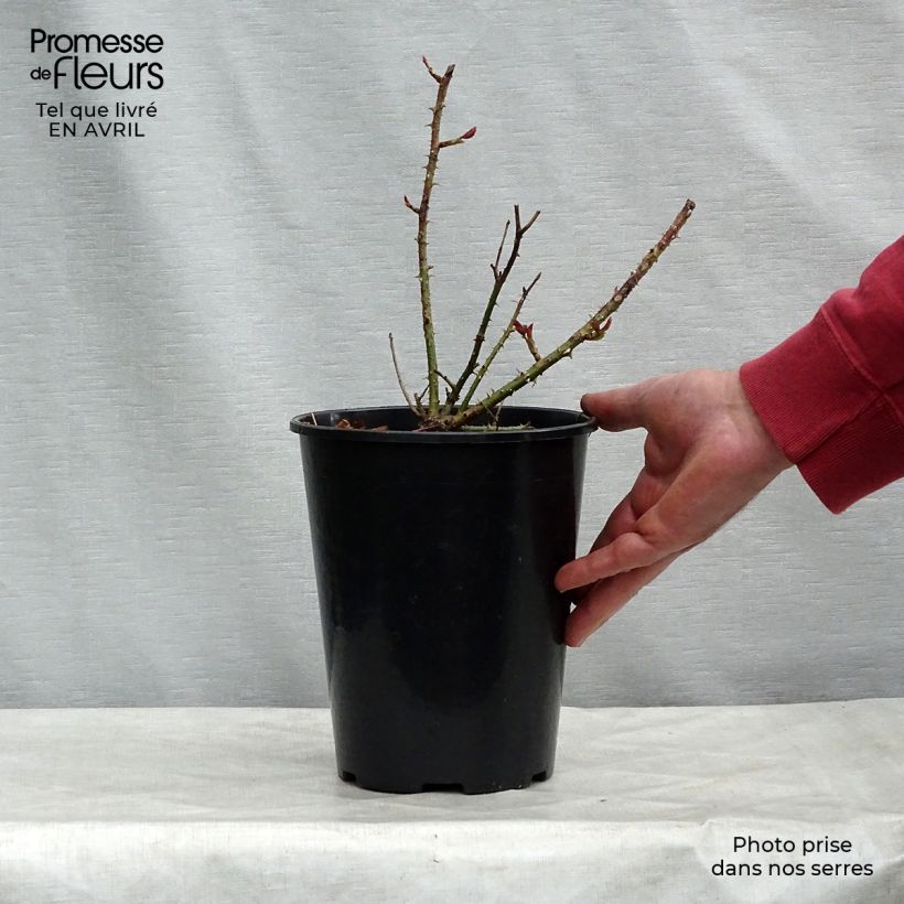 Rosal Munstead Wood Maceta 4L/5L Ejemplar entregado en la primavera