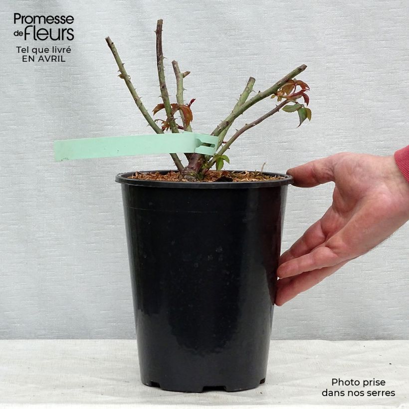 Rosal Sharifa Asma Maceta 4L/5L Ejemplar entregado en la primavera