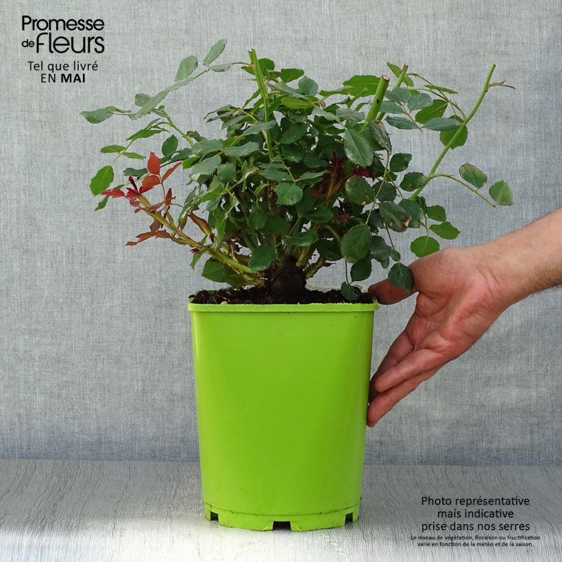 Rosal Sir John Betjeman Maceta 4L/5L Ejemplar entregado en la primavera