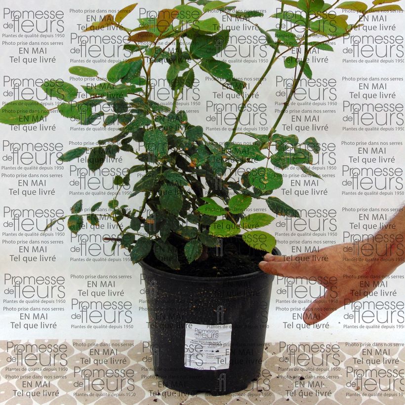 Ejemplo de ejemplar de Rosal Spirit of Freedom Maceta 4L/5L tal y como se entrega