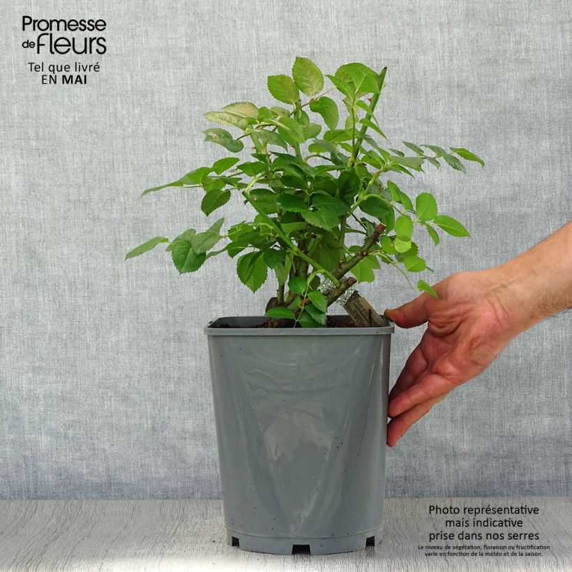 Rosal Strawberry Hill Maceta 4L/5L Ejemplar entregado en la primavera
