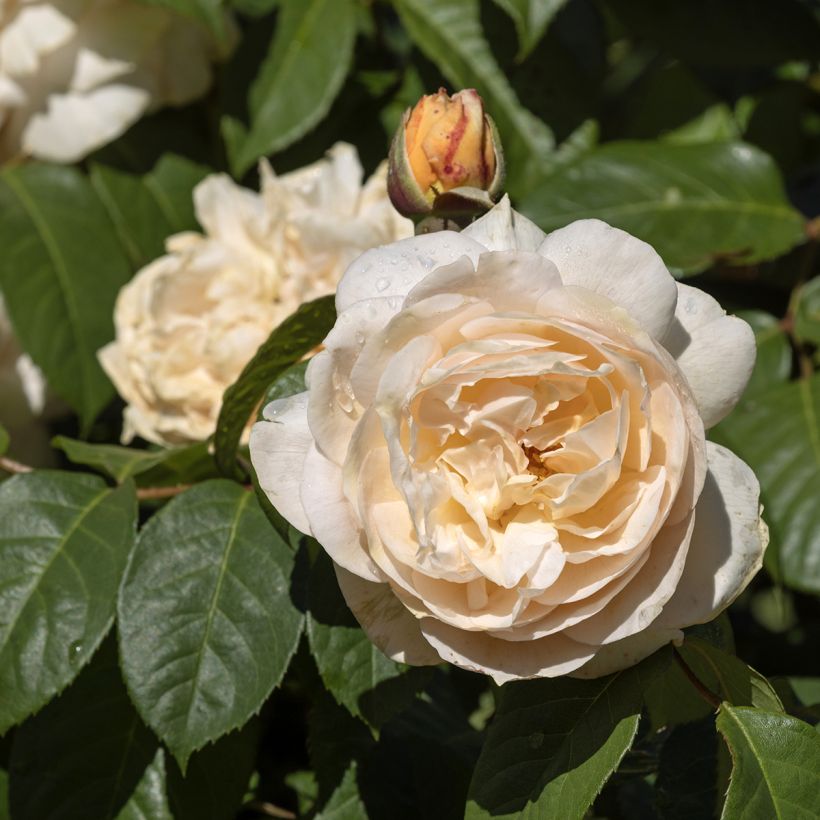 Rosal Sweet Juliet (Floración)