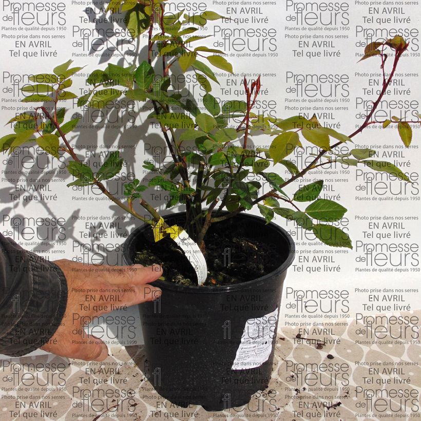 Ejemplo de ejemplar de Rosal The Lady of the Lake Maceta 4L/5L tal y como se entrega
