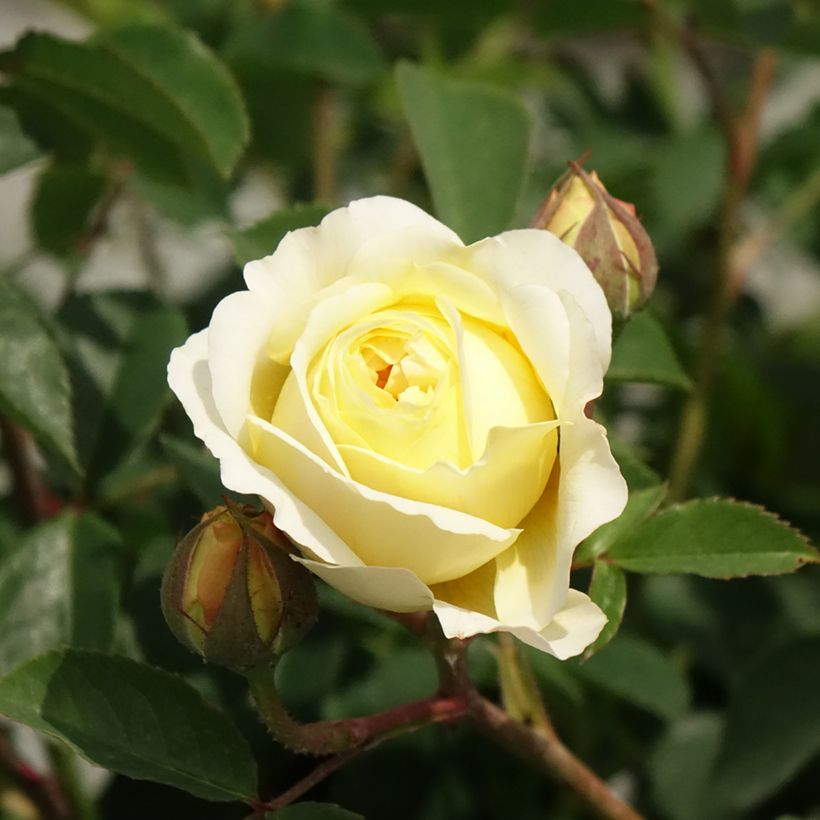 Rosal The Pilgrim (Floración)