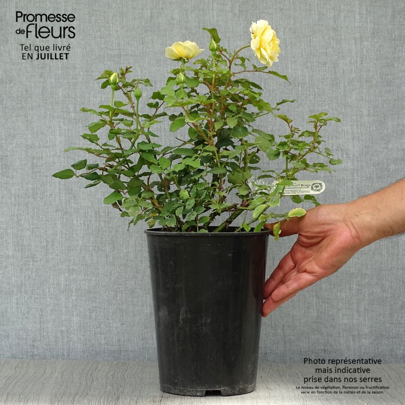 Ejemplar de Rosal The Poet's Wife Maceta 4L/5L entregado en verano
