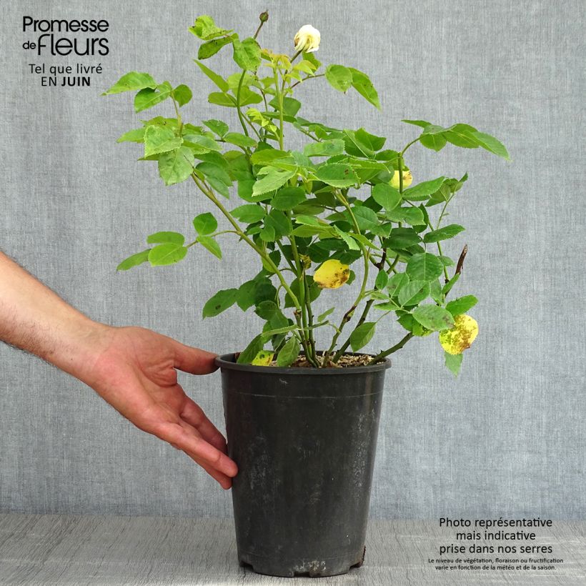 Rosal Tranquillity Maceta 4L/5L Ejemplar entregado en la primavera