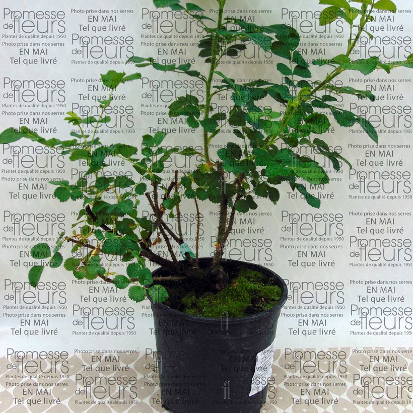 Ejemplo de ejemplar de Rosal rugosa Wild Edric - Aushedge Maceta 4L/5L tal y como se entrega
