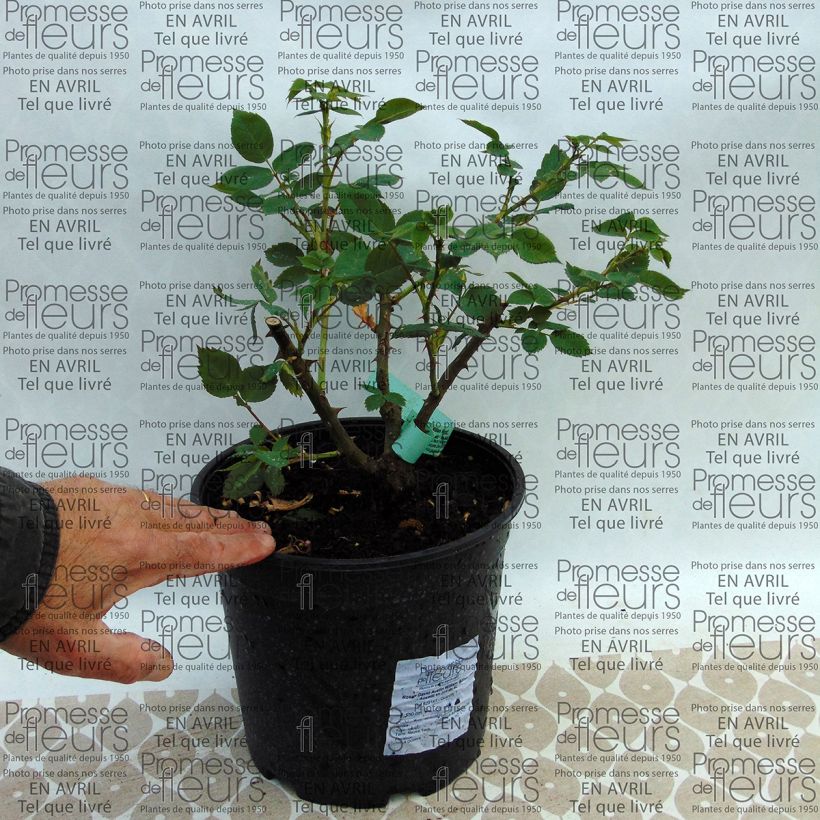 Ejemplo de ejemplar de Rosal William Morris Maceta 4L/5L tal y como se entrega