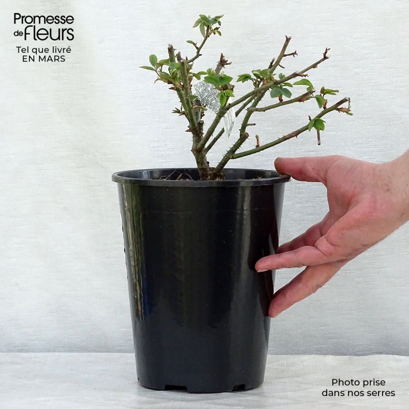 Rosal Winchester Cathedral Maceta 4L/5L Ejemplar entregado en invierno