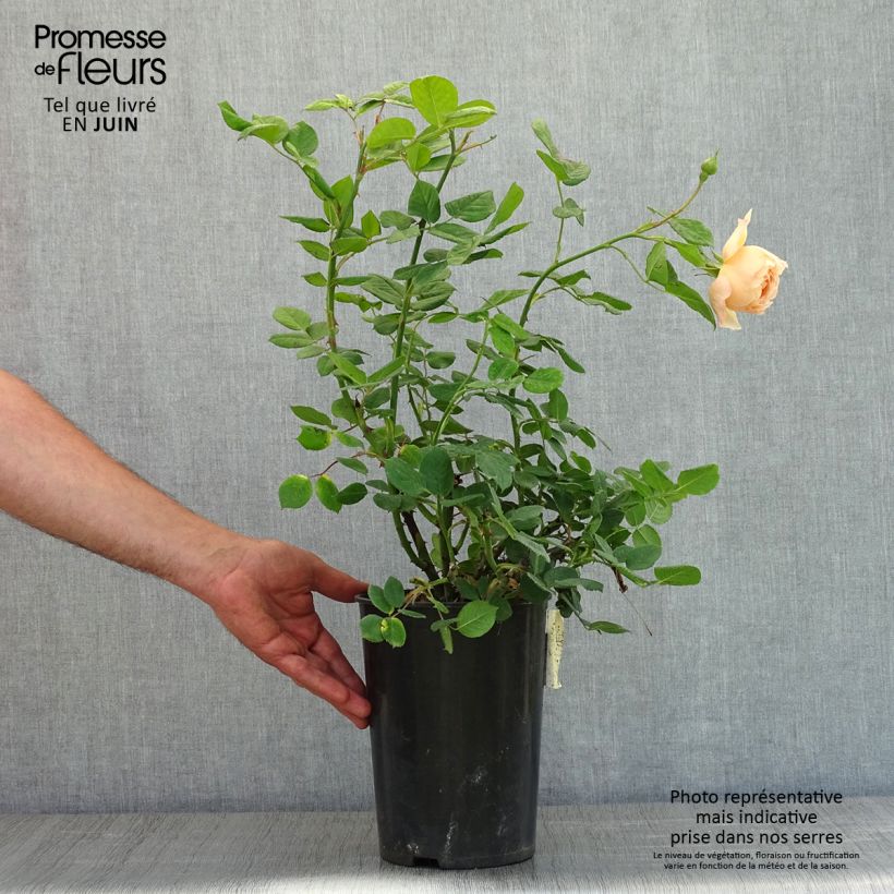 Rosal Wollerton Old Hall Maceta 4L/5L Ejemplar entregado en la primavera