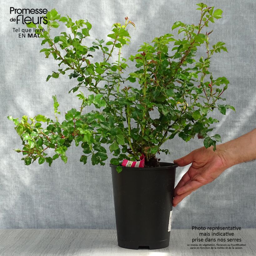 Rosal NOAtraum Maceta 4L/5L Ejemplar entregado en la primavera