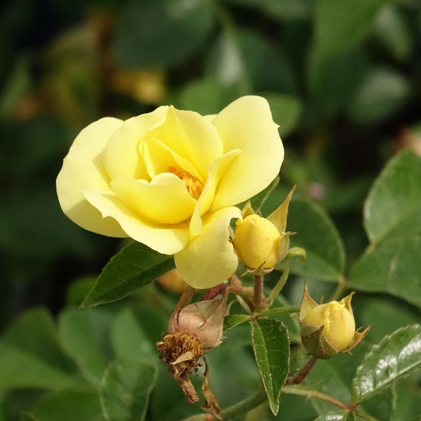 Rosal Suneva (Floración)
