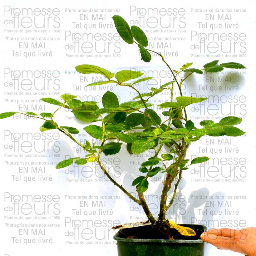 Ejemplo de ejemplar de Rosal Eliza Maceta 4L/5L tal y como se entrega