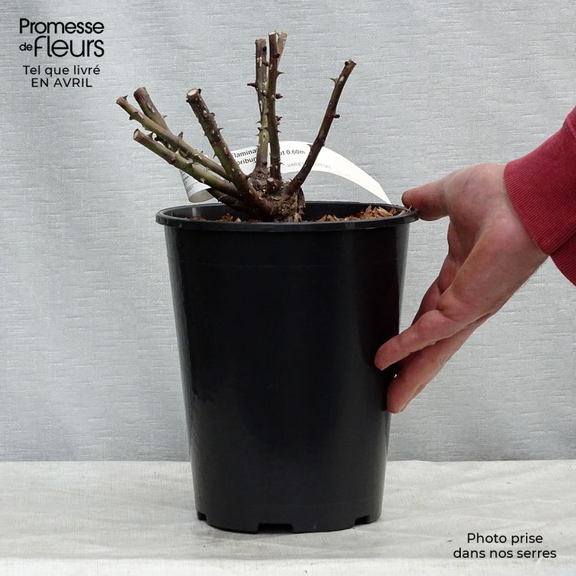 Rosa Flamina - Rosal de flores agrupadas Maceta 4L/5L Ejemplar entregado en la primavera
