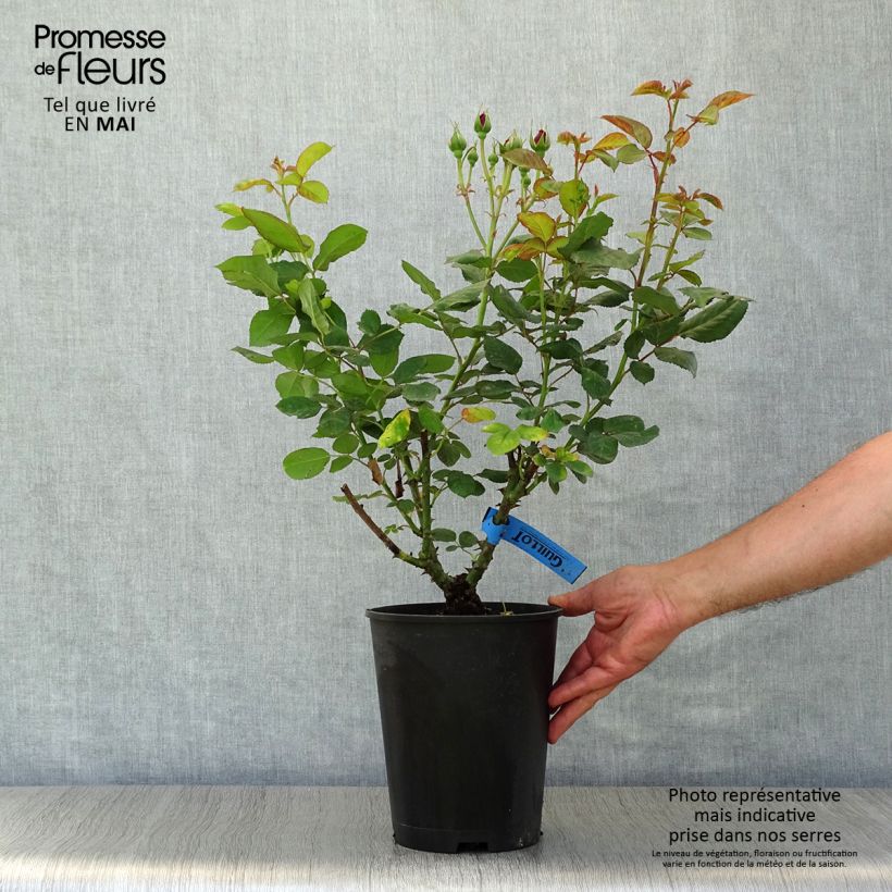 Rosal GeneRosa Bicentenaire de Guillot Maceta 4L/5L Ejemplar entregado en la primavera