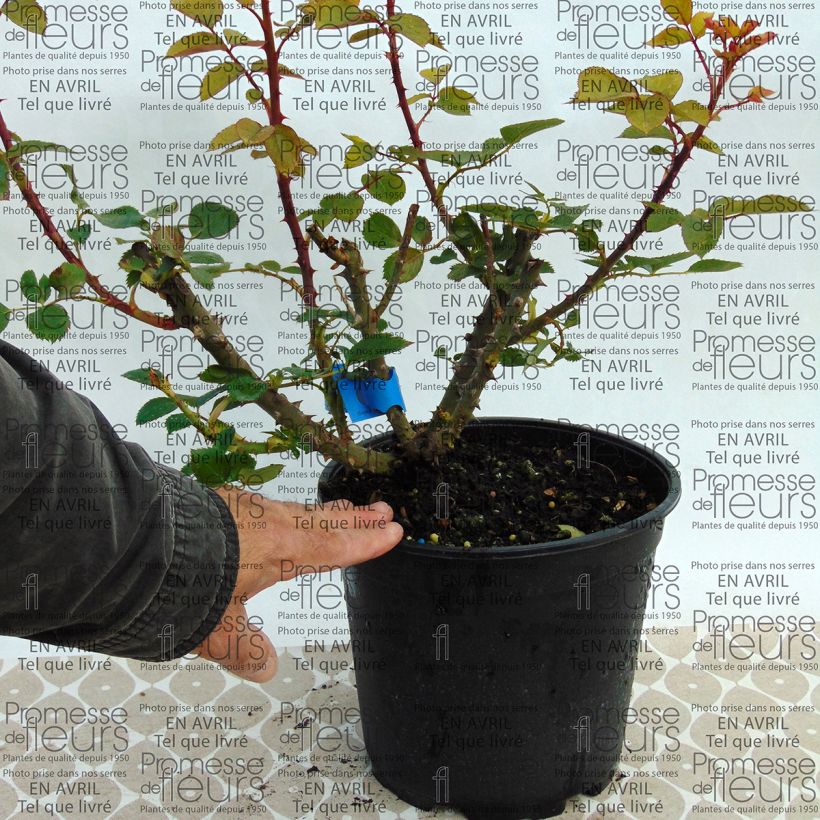 Ejemplo de ejemplar de Rosal GeneRosa Bruno Perpoint Maceta 4L/5L tal y como se entrega