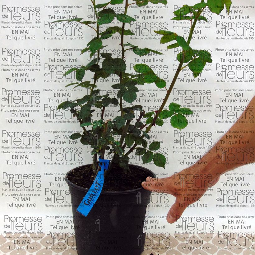 Ejemplo de ejemplar de Rosal GeneRosa Charles de Nervaux Maceta 4L/5L tal y como se entrega