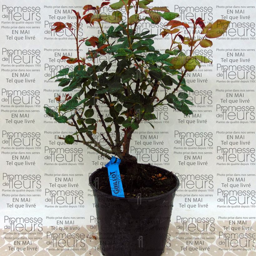 Ejemplo de ejemplar de Rosal GeneRosa Elodie Gossuin Maceta 4L/5L tal y como se entrega