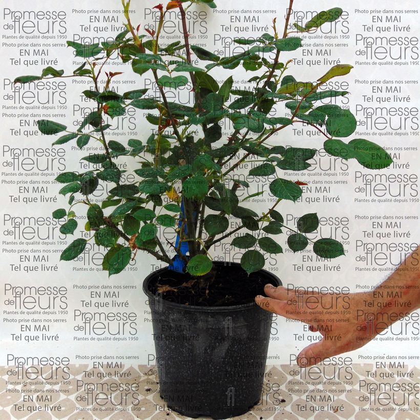 Ejemplo de ejemplar de Rosal GeneRosa Festival des Jardins de Chaumont Maceta 4L/5L tal y como se entrega