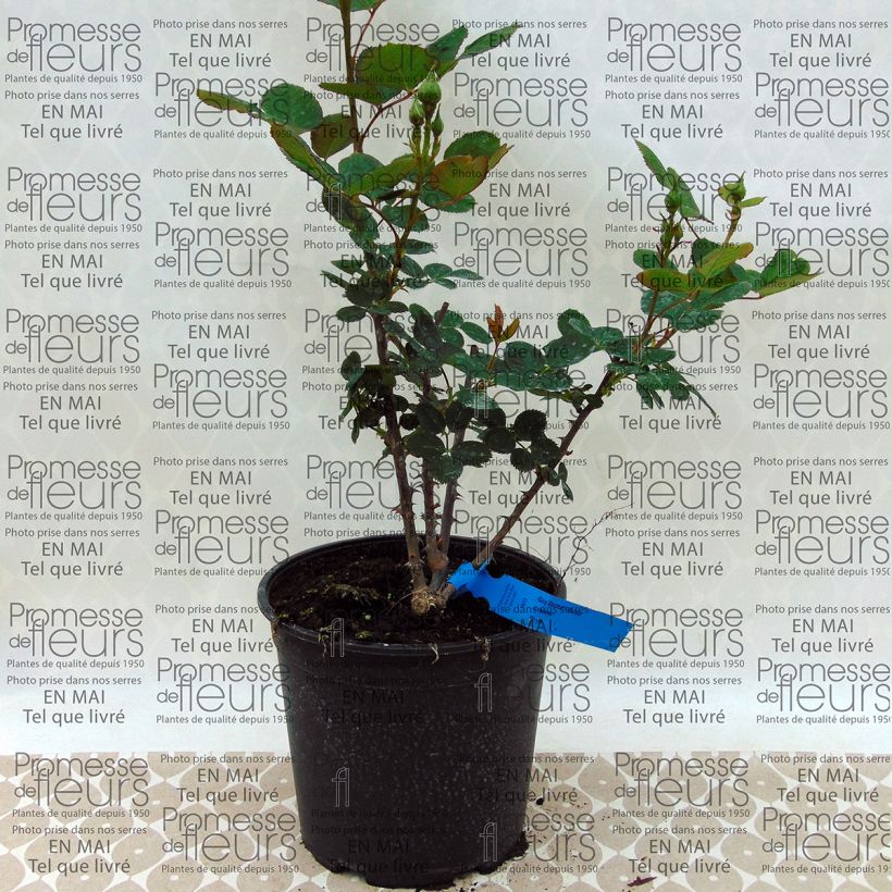 Ejemplo de ejemplar de Rosal GeneRosa Guy Darmet Maceta 4L/5L tal y como se entrega
