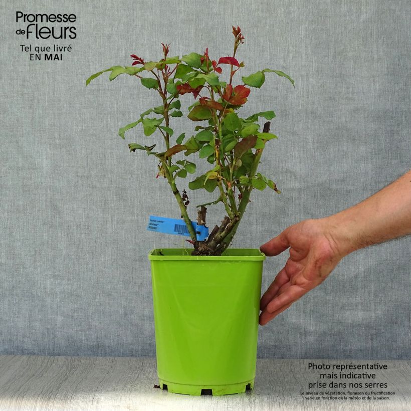 Rosal GeneRosa Institut Lumière Maceta 4L/5L Ejemplar entregado en la primavera