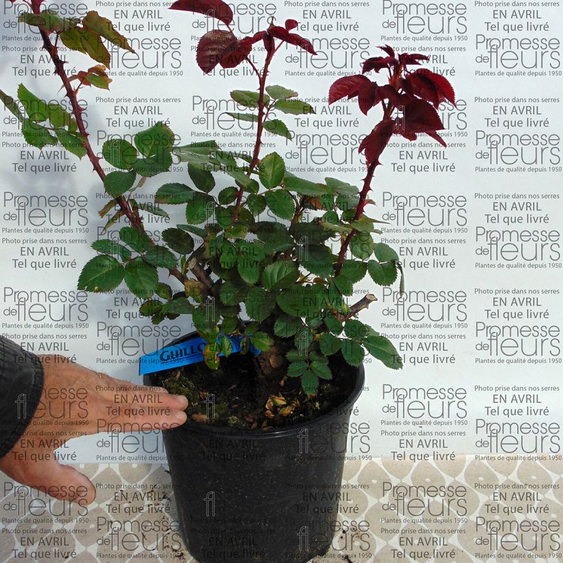 Ejemplo de ejemplar de Rosal GeneRosa L'Ami des Jardins Maceta 4L/5L tal y como se entrega