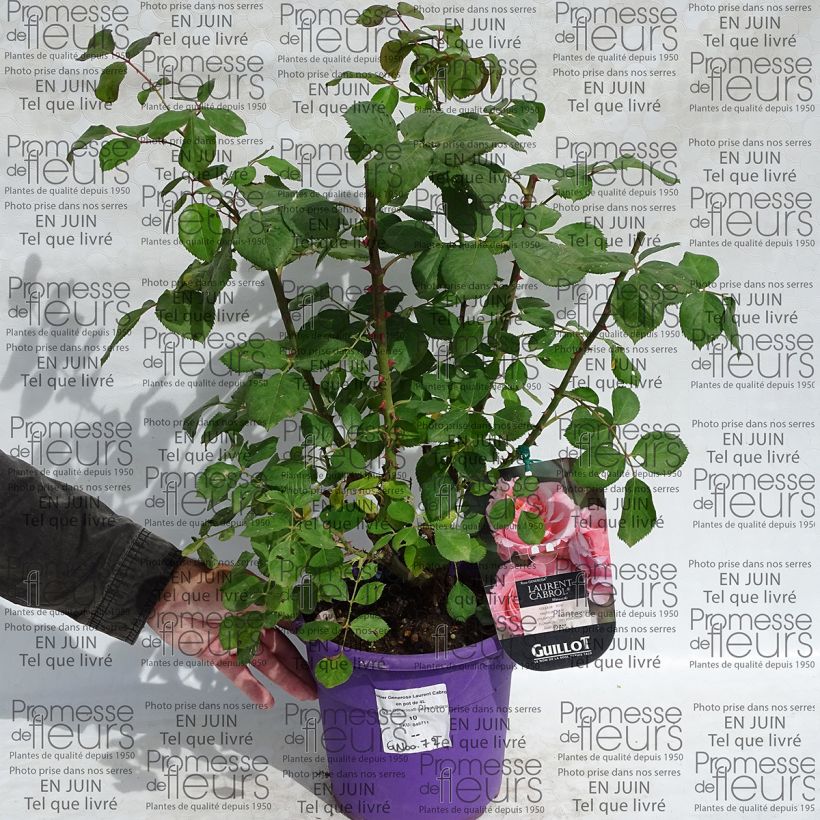 Ejemplo de ejemplar de Rosal GeneRosa Laurent Cabrol Maceta 4L/5L tal y como se entrega